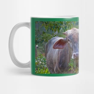 Costa Rica.  Portrait of some unknown cow. Mug